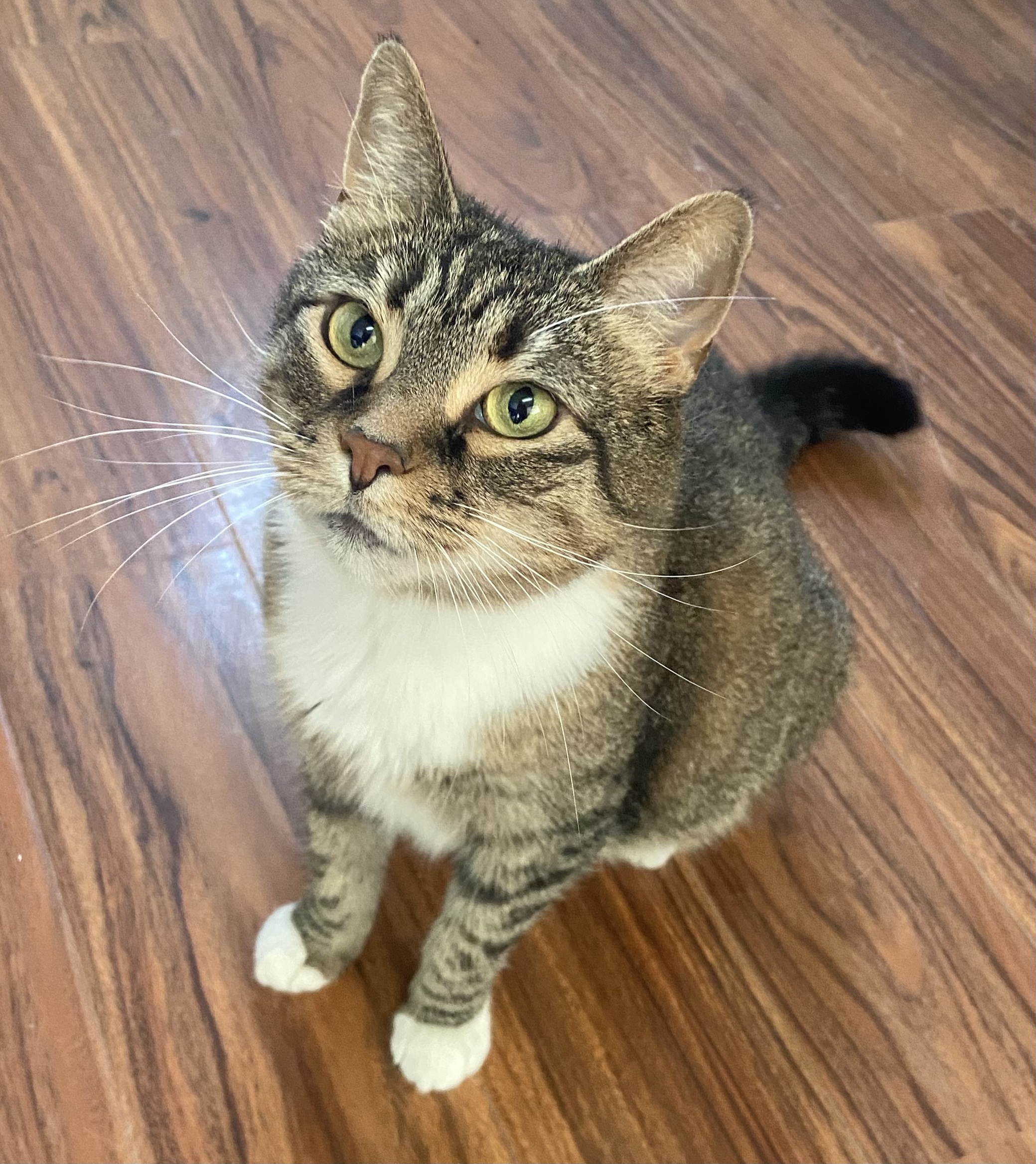 Enlarge Lily, a Adoptable Domestic Short Hair in Breinigsville, PA image 1/2