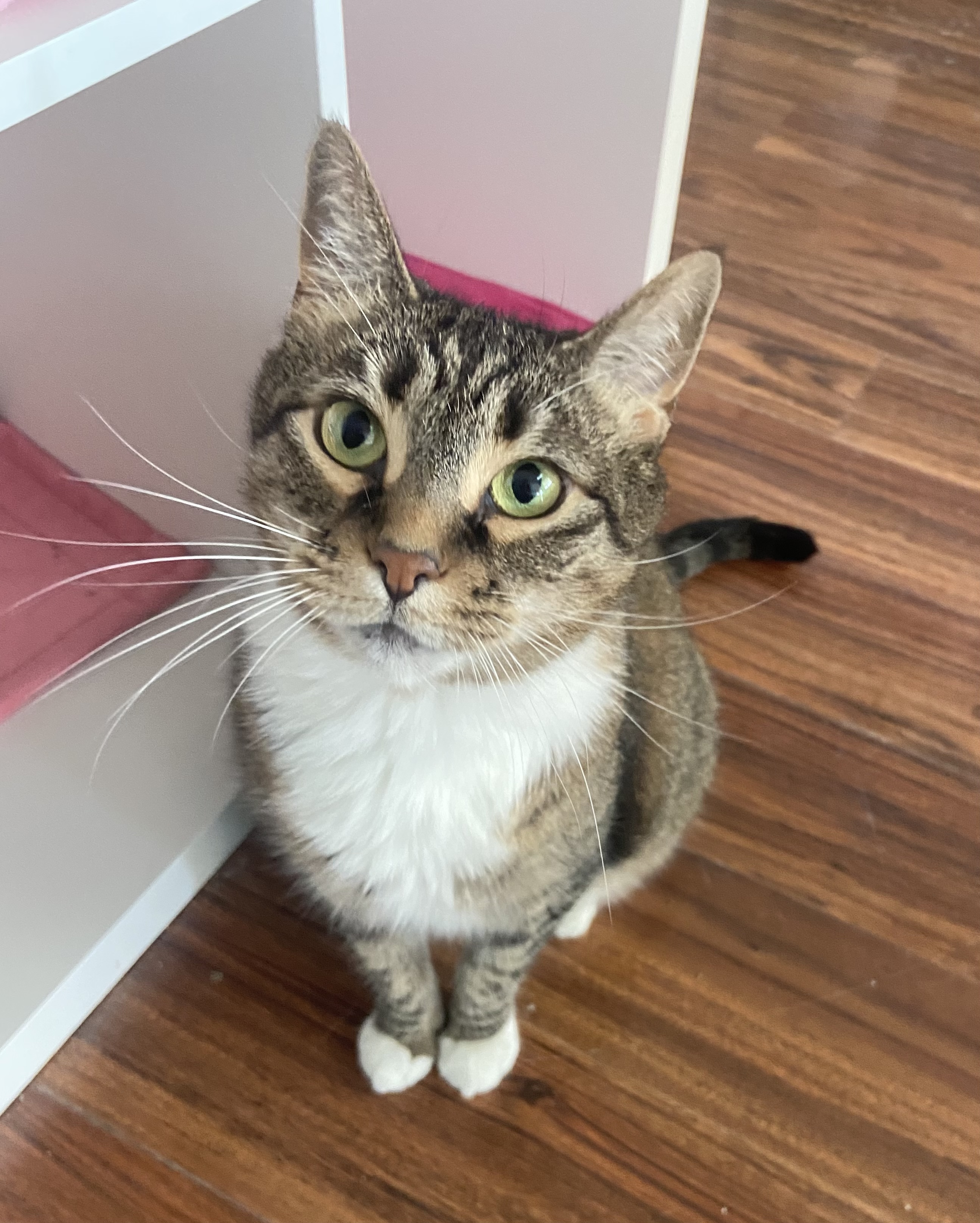 Enlarge Lily, a Adoptable Domestic Short Hair in Breinigsville, PA image 2/2