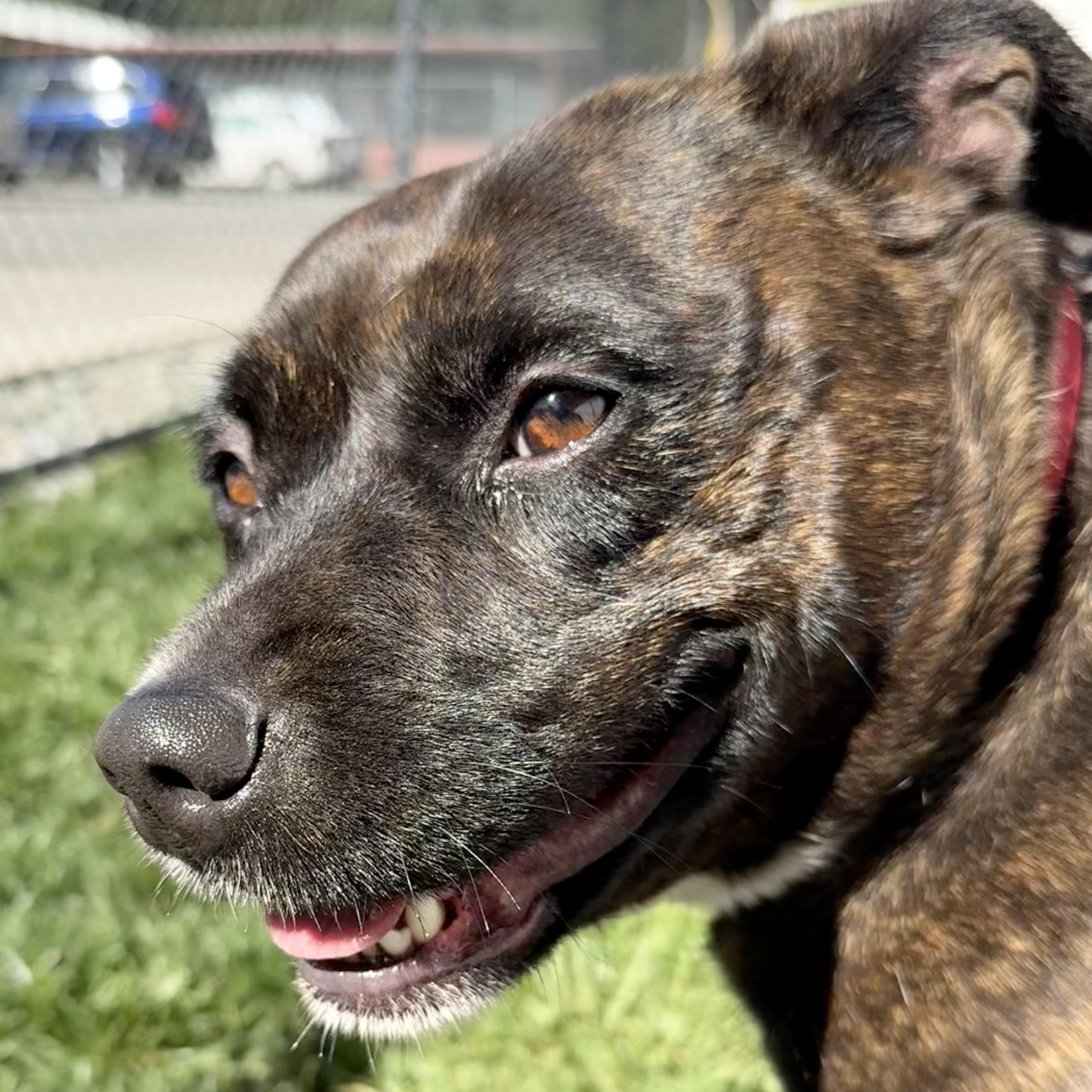 Enlarge Matilda, a ADOPTABLE mixed breed in Lodi, CA image 3/6