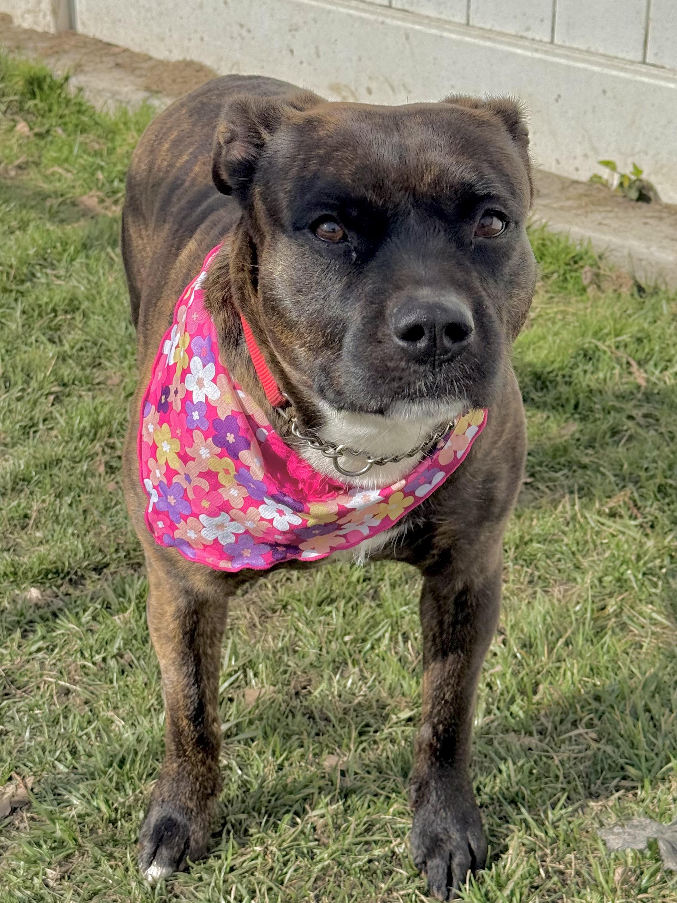 Enlarge Matilda, a ADOPTABLE mixed breed in Lodi, CA image 3/6