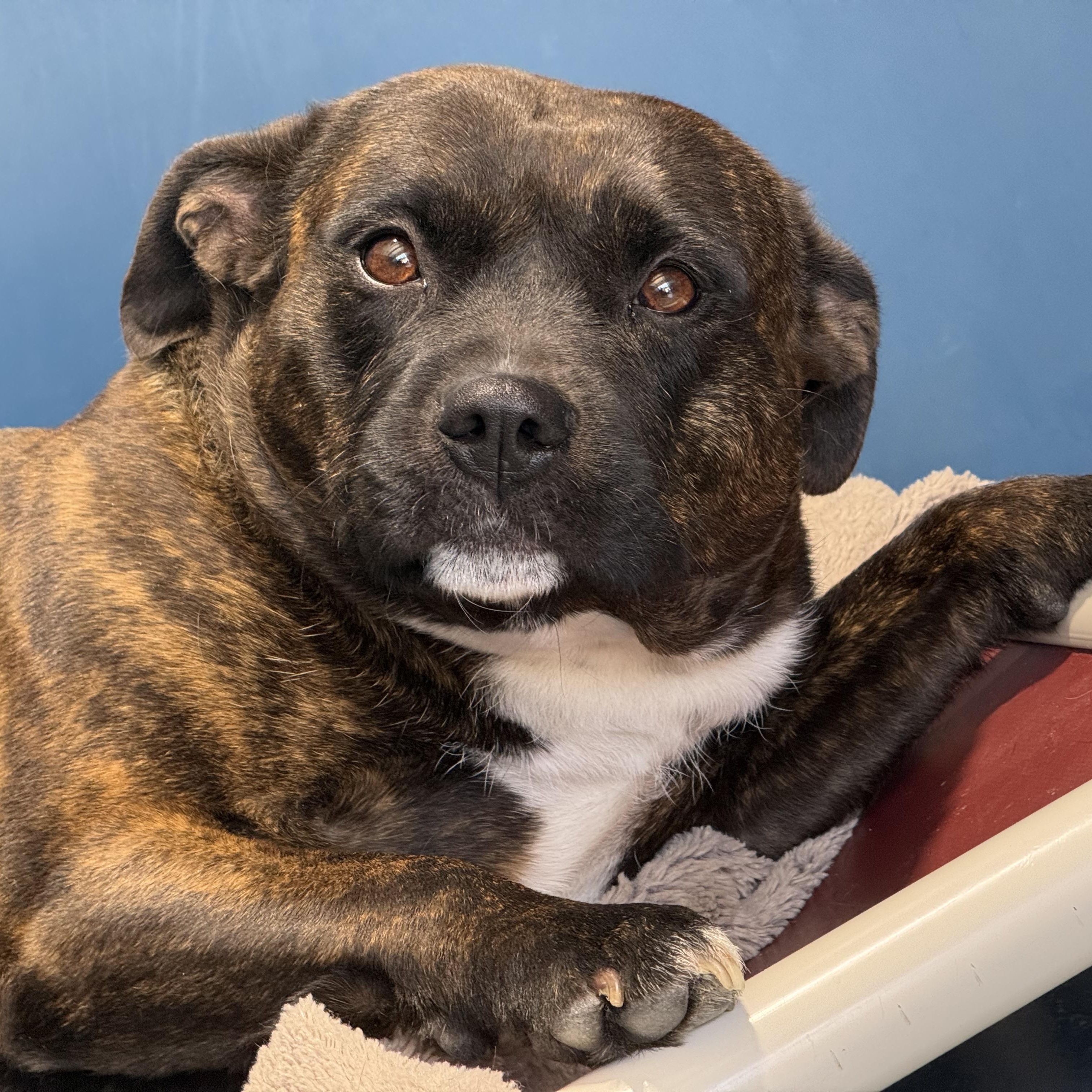 Enlarge Matilda, a ADOPTABLE mixed breed in Lodi, CA image 4/6