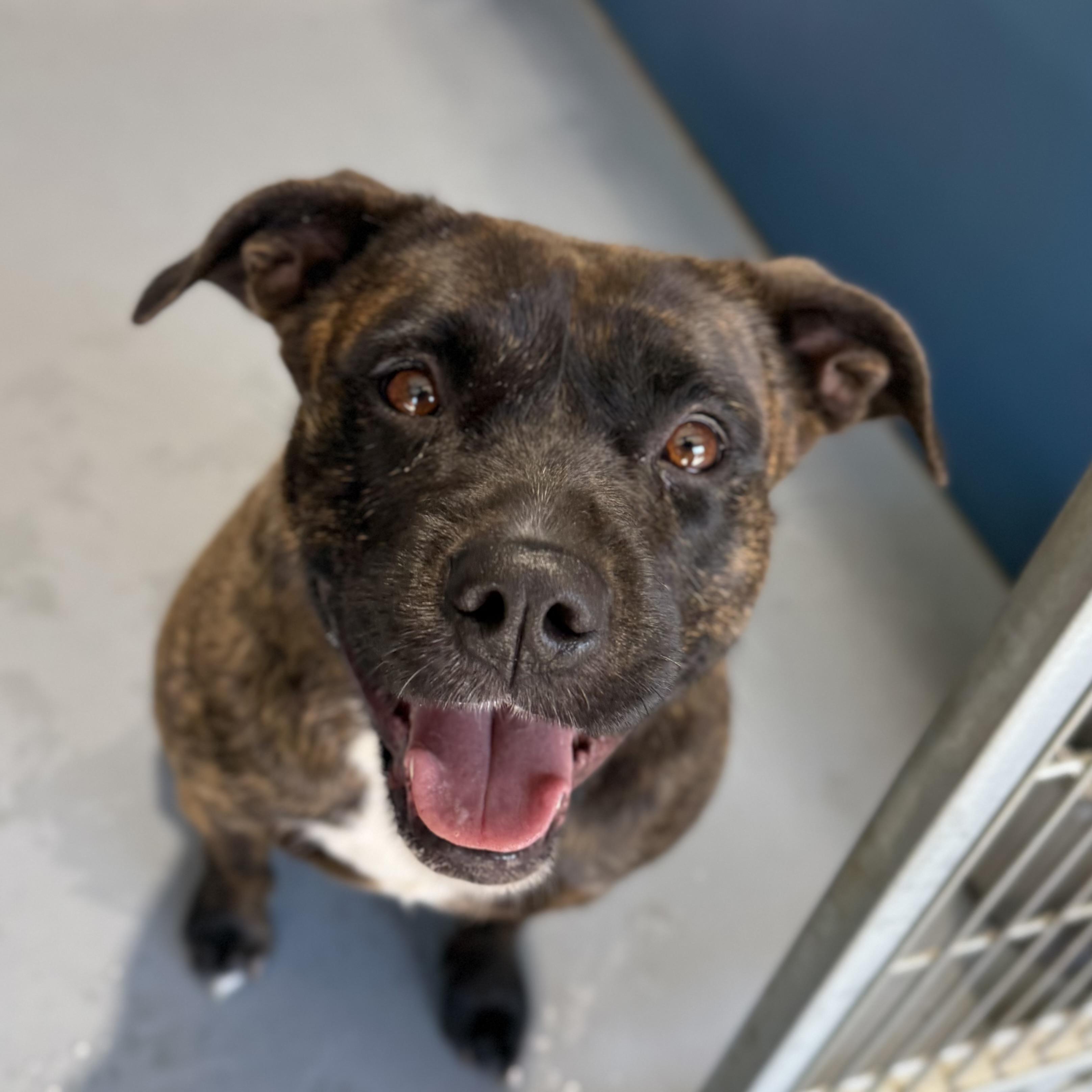 Enlarge Matilda, a ADOPTABLE mixed breed in Lodi, CA image 2/6