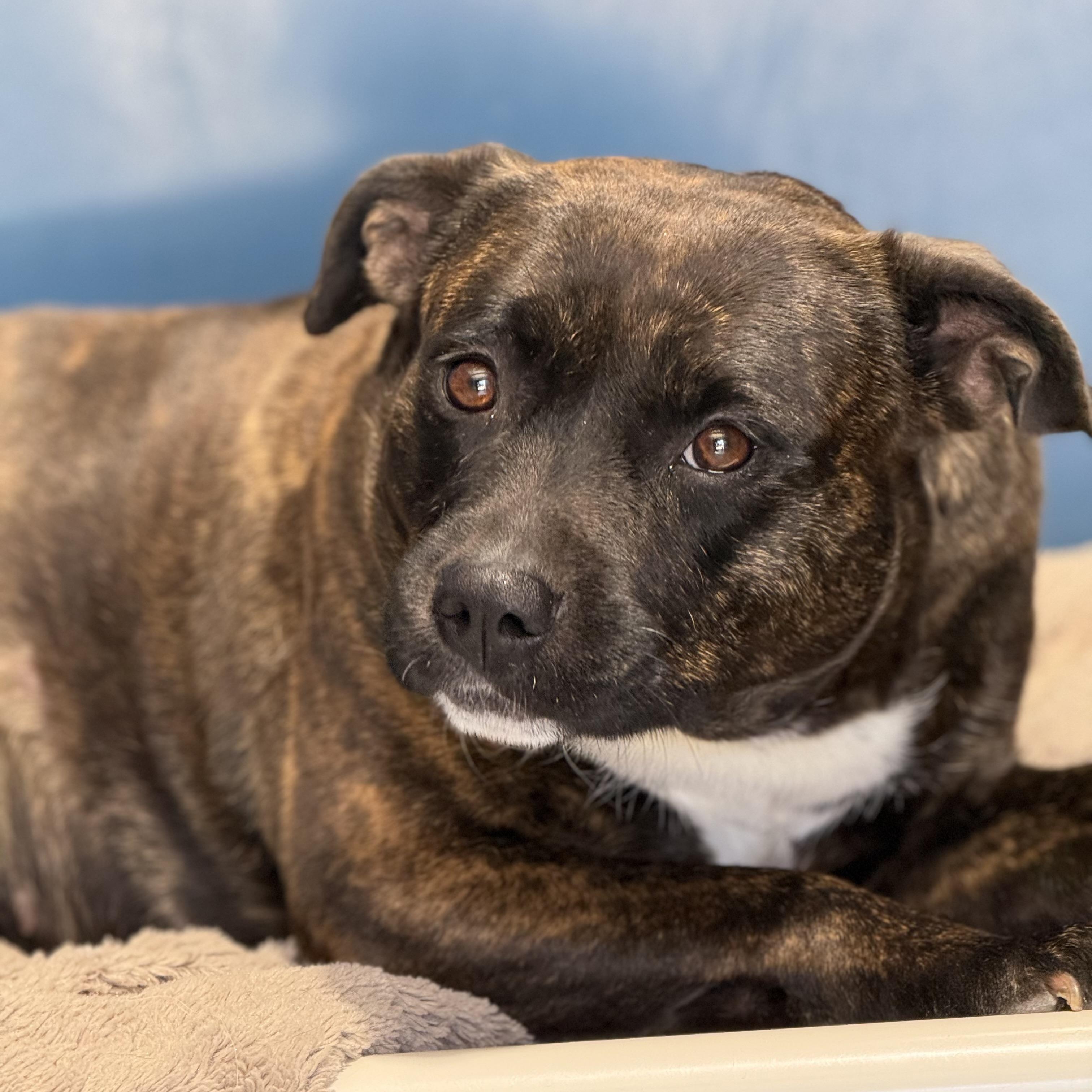 Enlarge Matilda, a ADOPTABLE mixed breed in Lodi, CA image 2/6