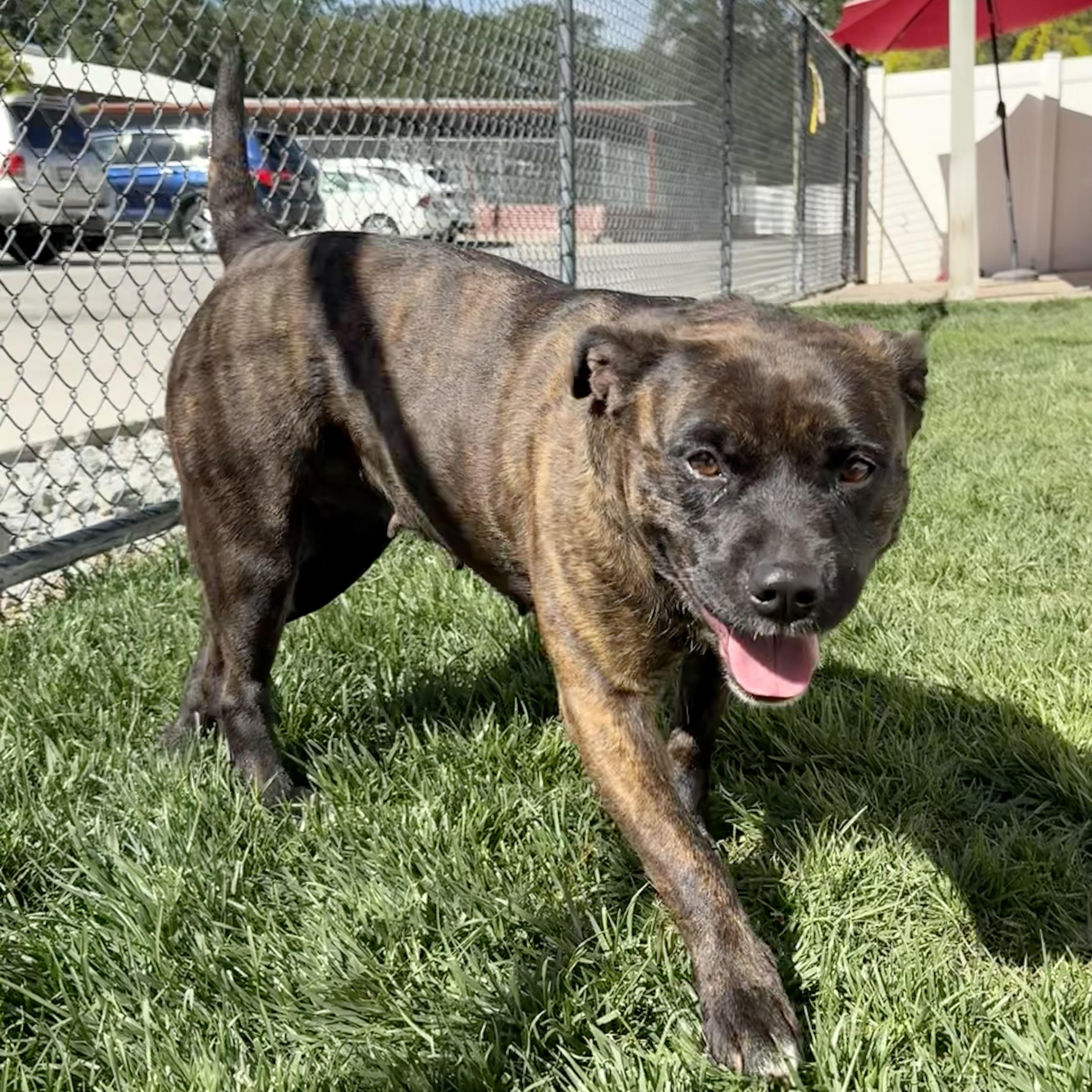 Enlarge Matilda, a ADOPTABLE mixed breed in Lodi, CA image 4/6