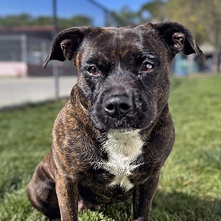 Enlarge Matilda, a ADOPTABLE mixed breed in Lodi, CA image 1/6