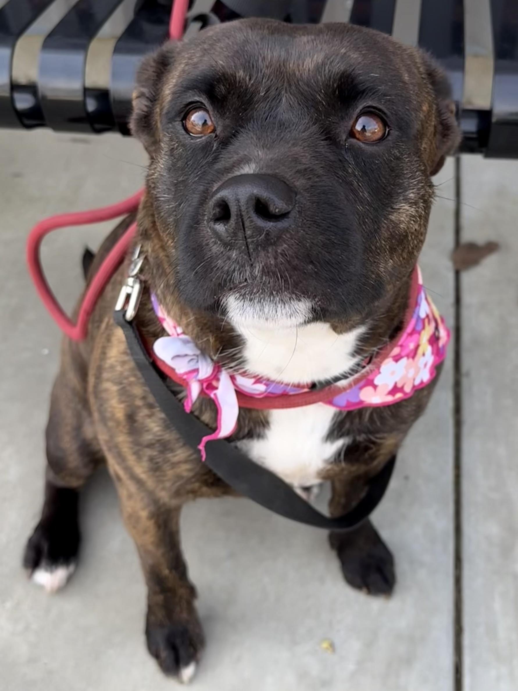 Enlarge Matilda, a ADOPTABLE mixed breed in Lodi, CA image 5/6