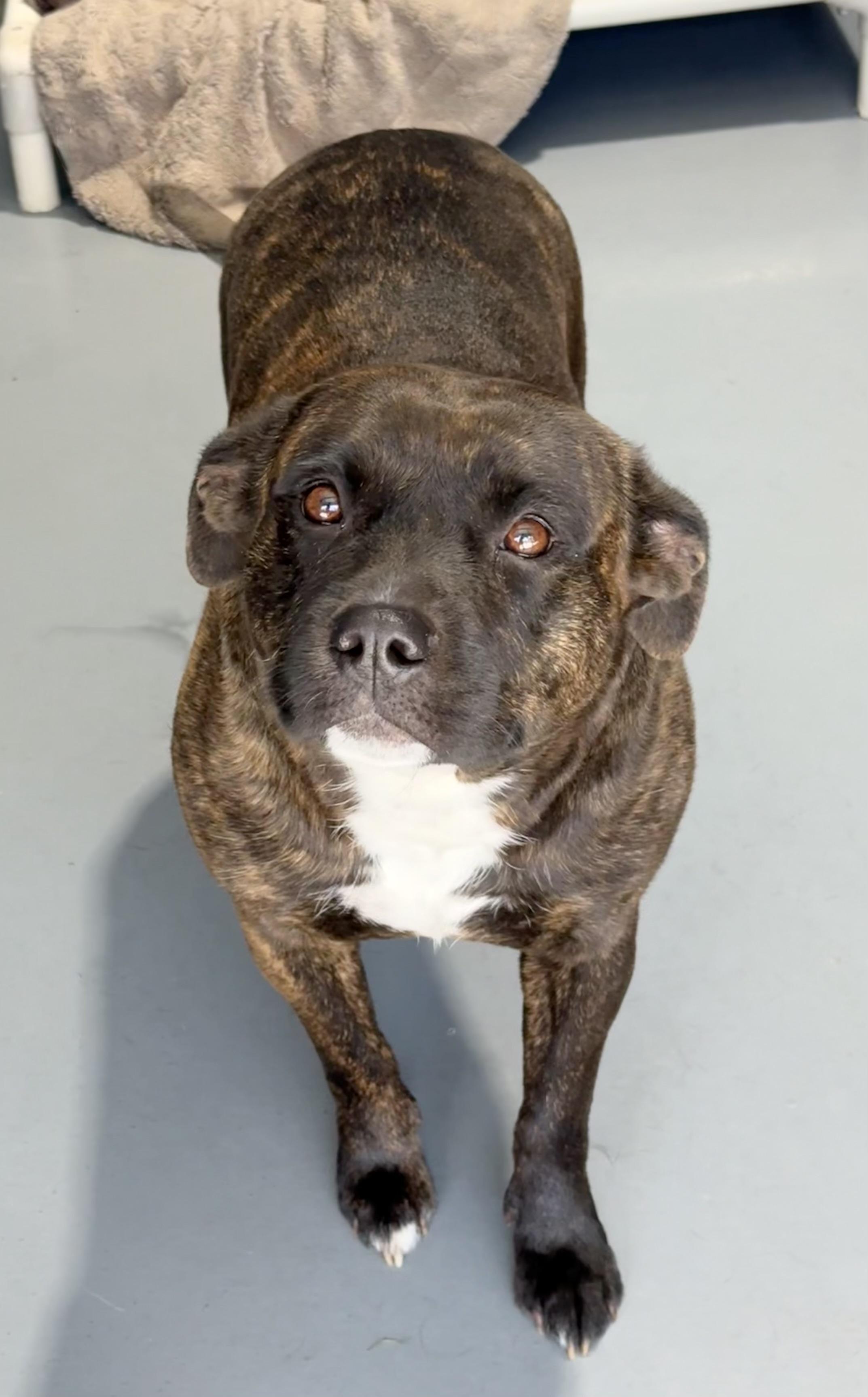 Enlarge Matilda, a ADOPTABLE mixed breed in Lodi, CA image 6/6