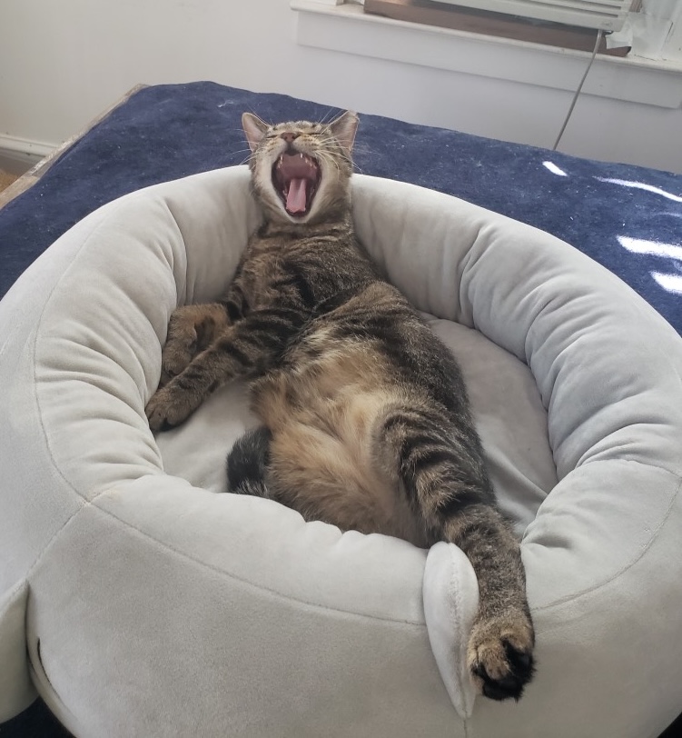 Malti Montrose, a Adoptable Domestic Short Hair in Philadelphia, PA image 2/6