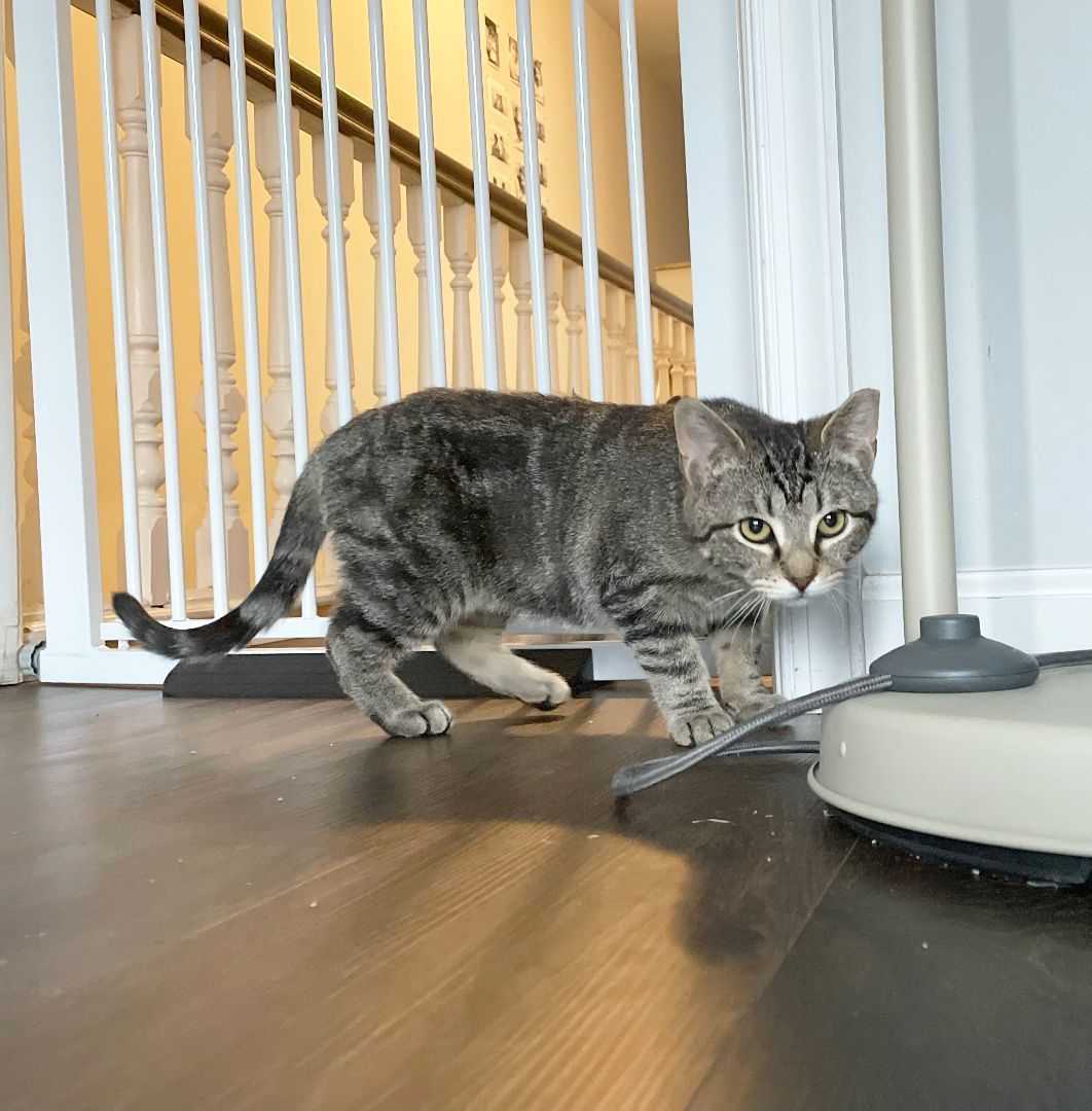 Malti Montrose (50% off adoption fee) 3