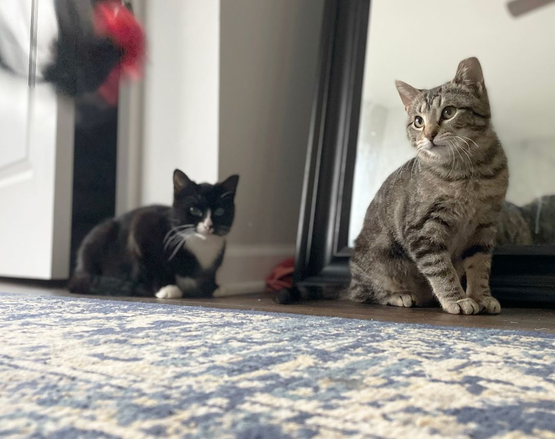 Malti Montrose (50% off adoption fee) 5