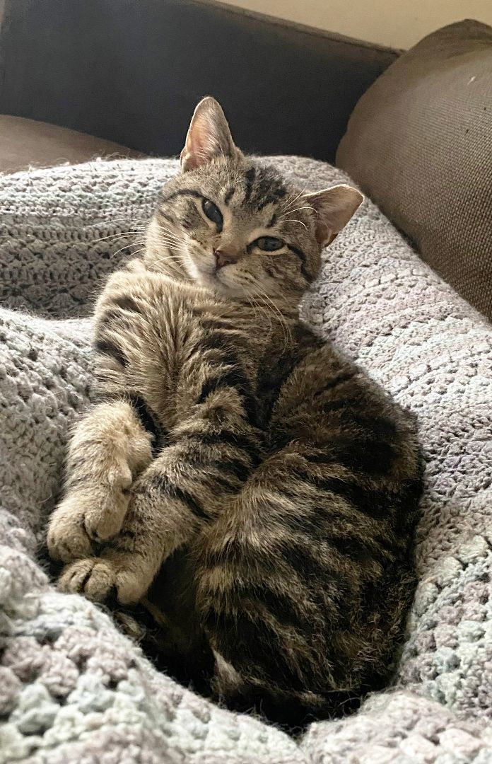 Malti Montrose, a Adoptable Domestic Short Hair in Philadelphia, PA image 3/6