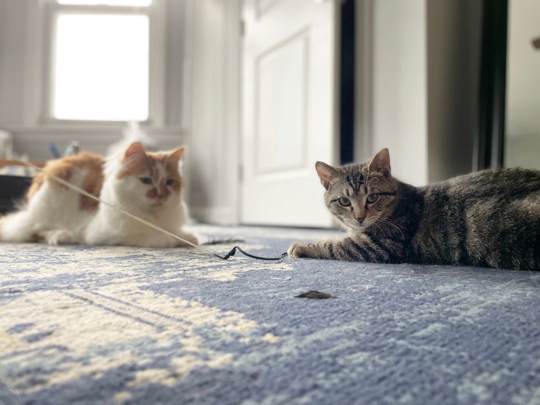 Malti Montrose, a Adoptable Domestic Short Hair in Philadelphia, PA image 4/6