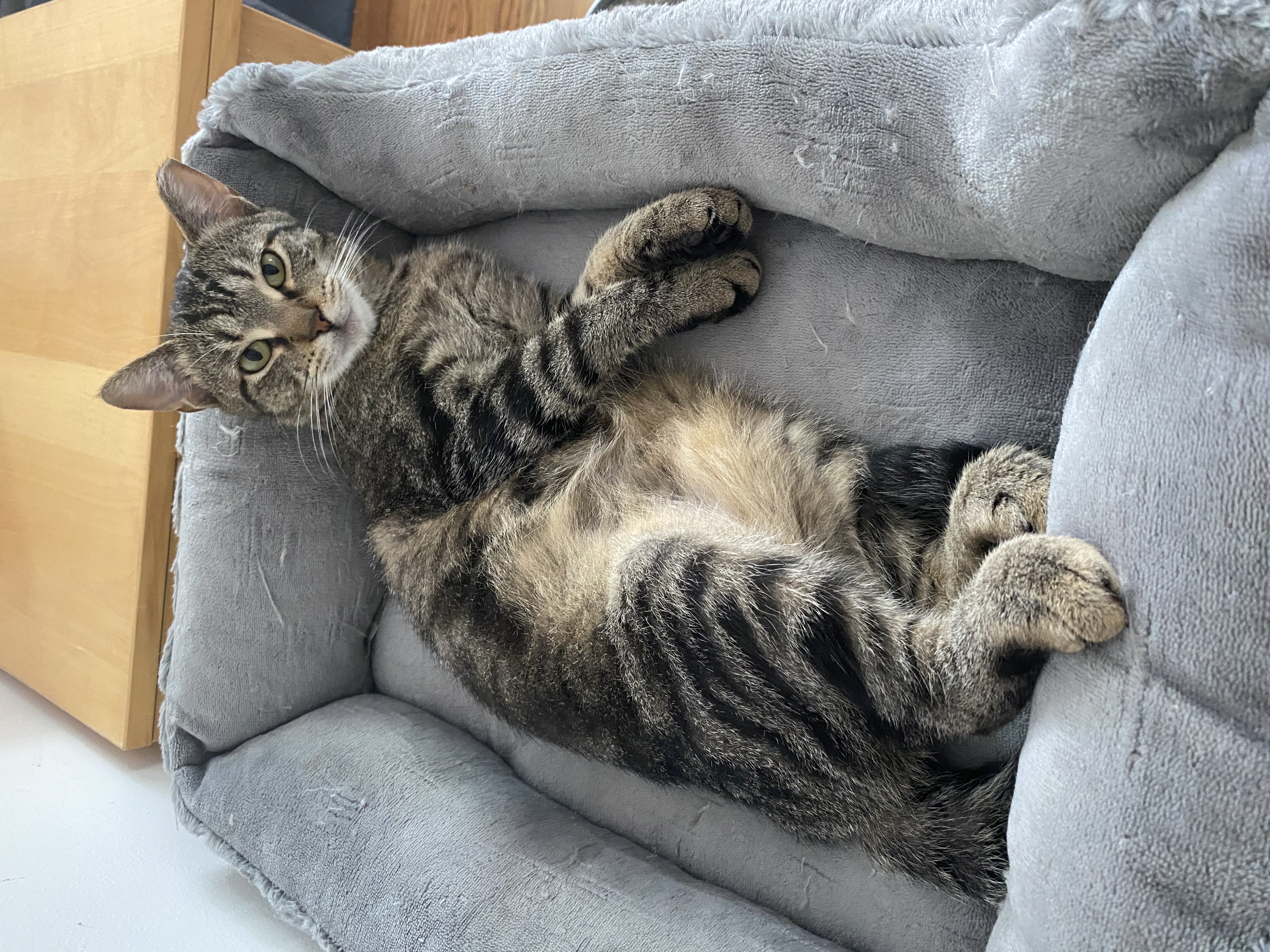 Malti Montrose, a Adoptable Domestic Short Hair in Philadelphia, PA image 5/6