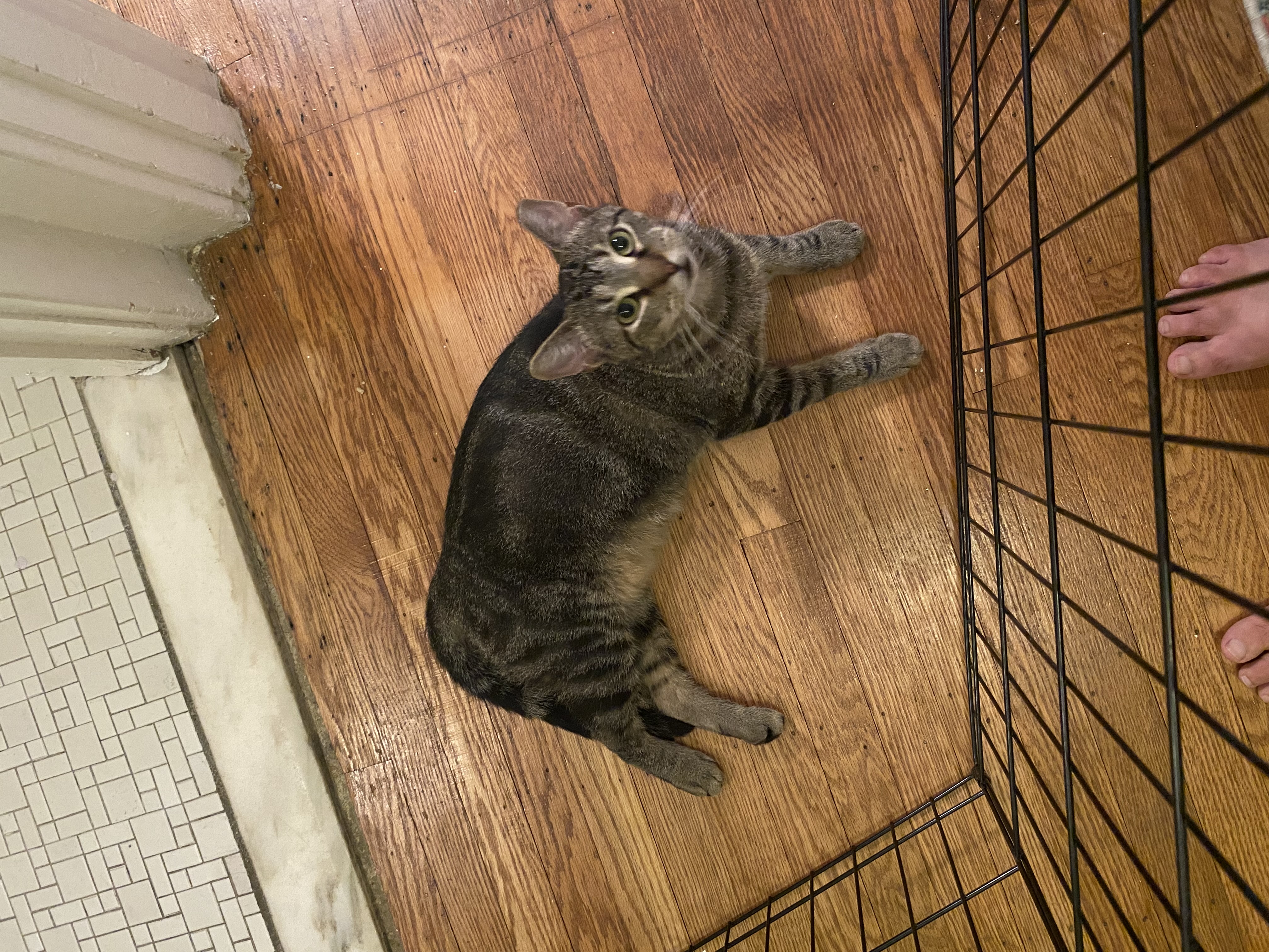 Malti Montrose, a Adoptable Domestic Short Hair in Philadelphia, PA image 6/6