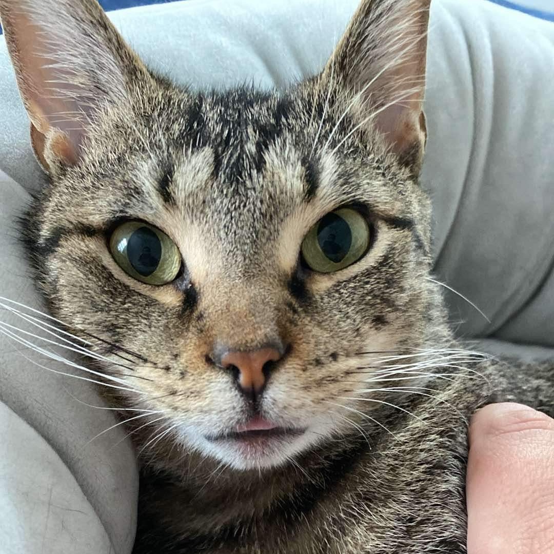 Malti Montrose, a Adoptable Domestic Short Hair in Philadelphia, PA image 1/6