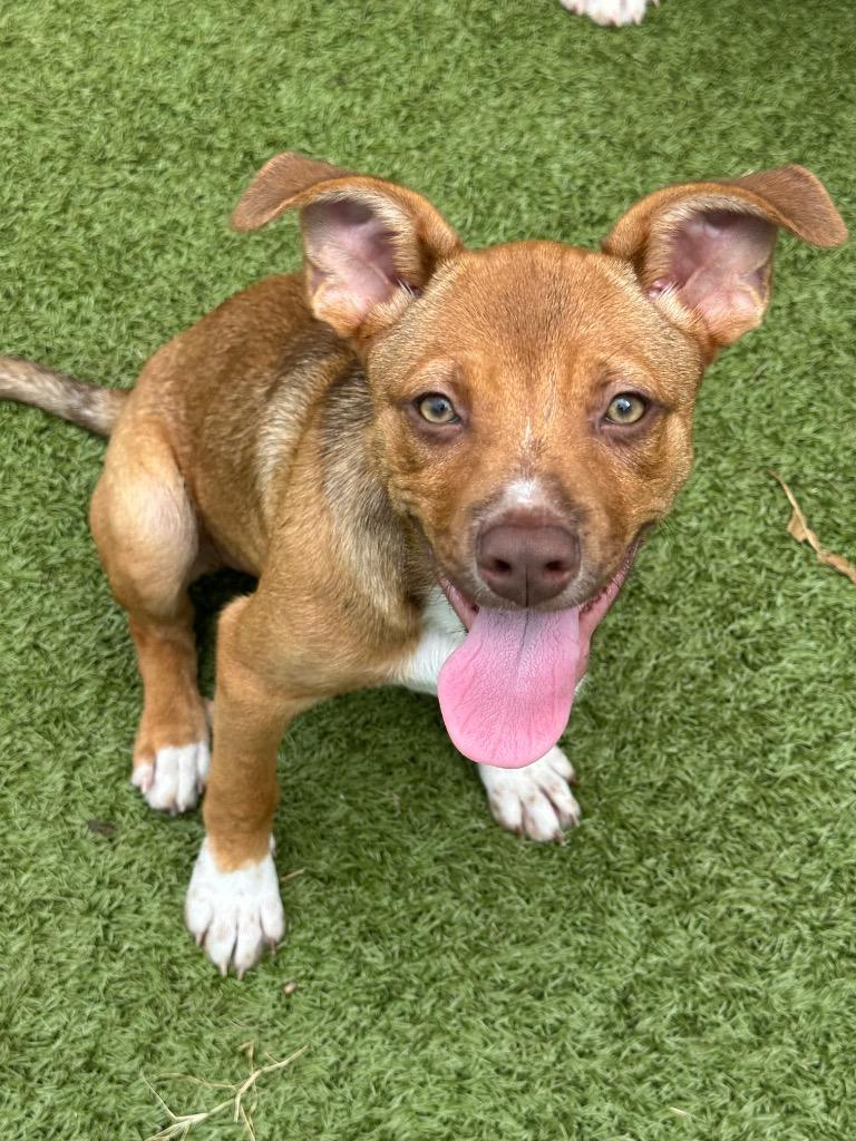 Enlarge Poppy, a Adoptable mixed breed in Newcastle, OK image 1/6