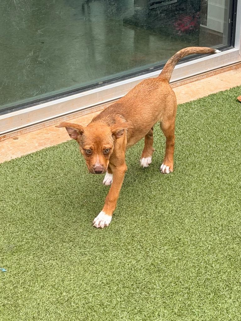 Enlarge Poppy, a Adoptable mixed breed in Newcastle, OK image 2/6