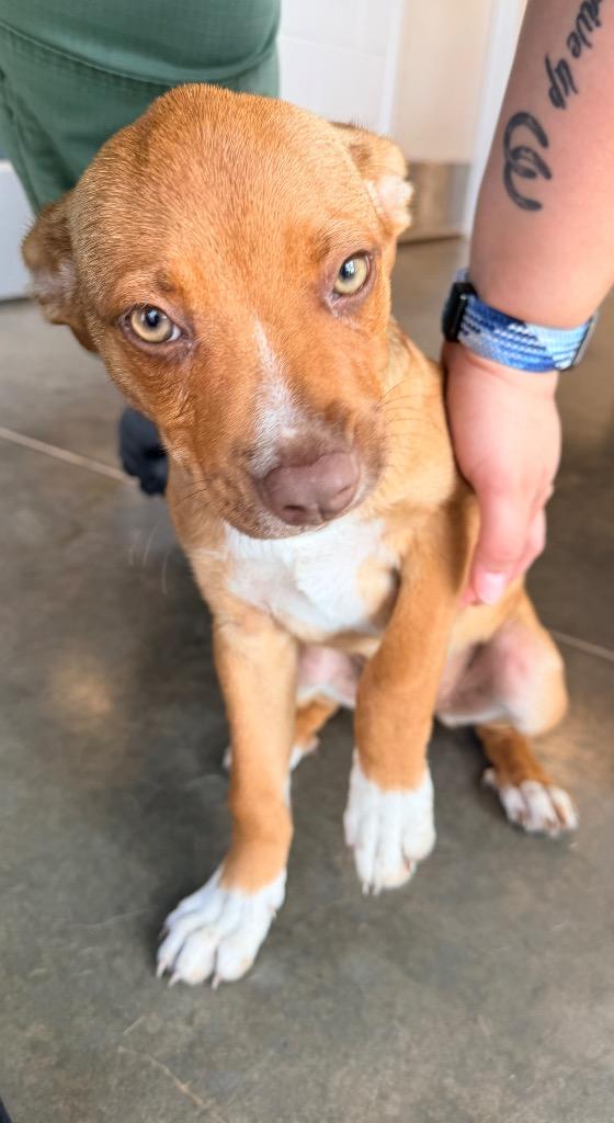Enlarge Poppy, a Adoptable mixed breed in Newcastle, OK image 3/6