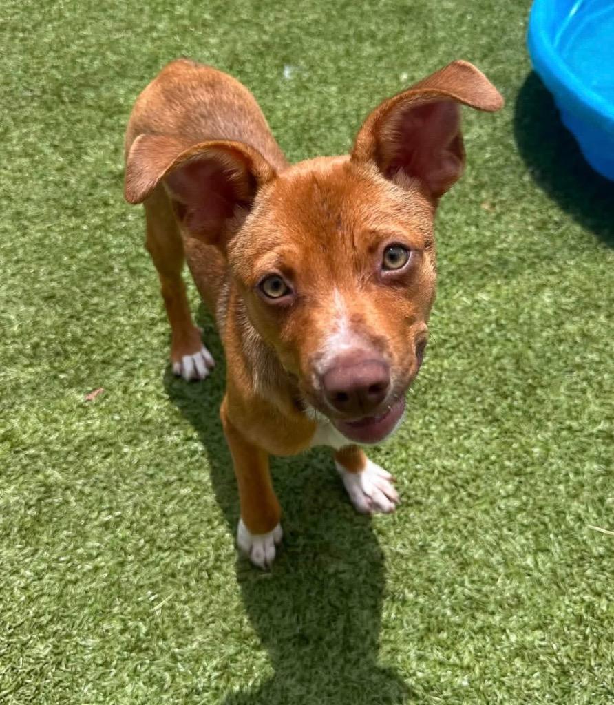 Enlarge Poppy, a Adoptable mixed breed in Newcastle, OK image 4/6