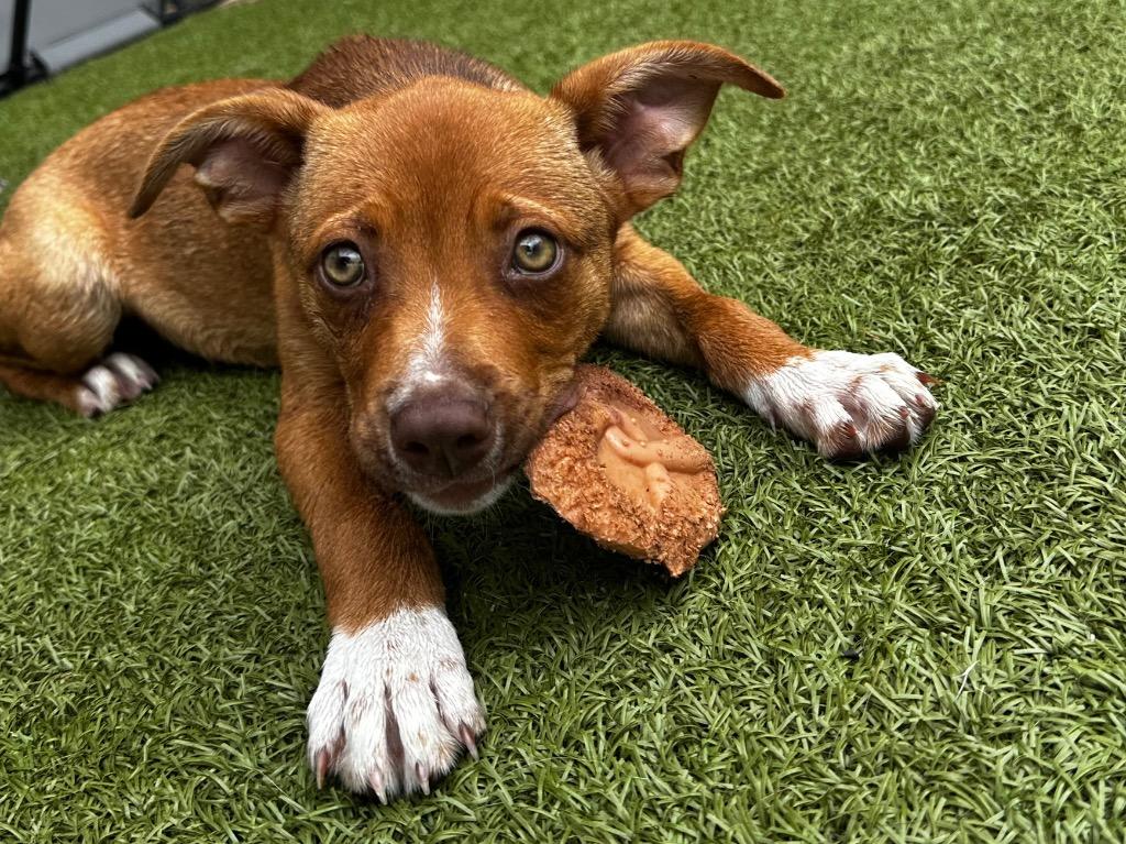 Enlarge Poppy, a Adoptable mixed breed in Newcastle, OK image 5/6