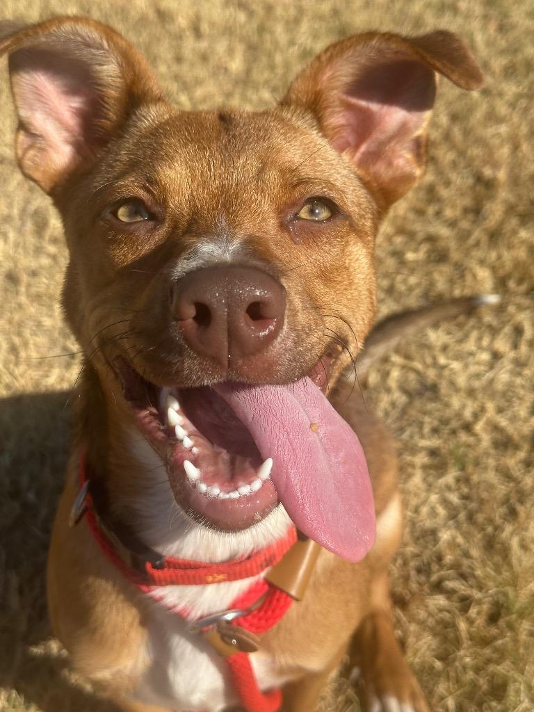 Enlarge Poppy, a Adoptable mixed breed in Newcastle, OK image 6/6