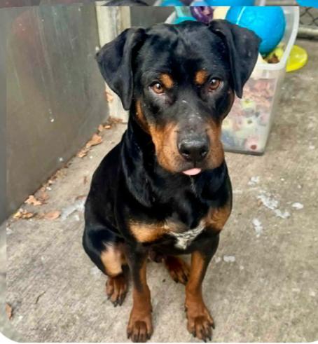 Enlarge TEDDY, a ADOPTABLE Rottweiler in Oswego, IL image 2/2