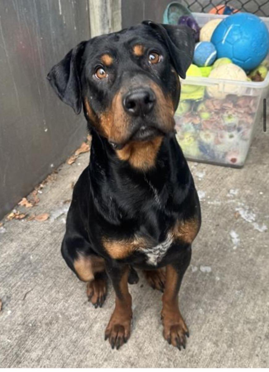 Enlarge TEDDY, a ADOPTABLE Rottweiler in Oswego, IL image 1/2