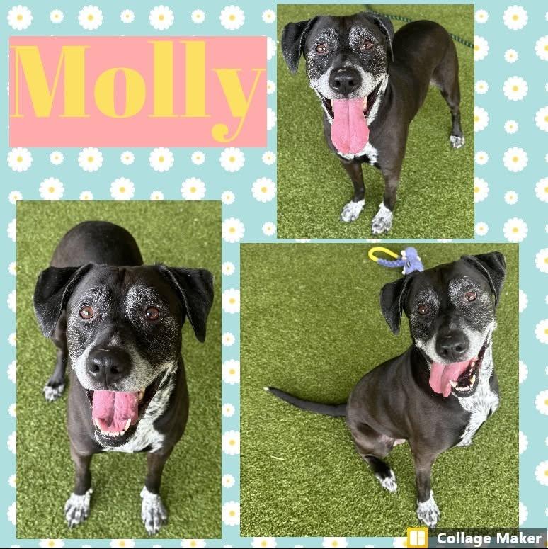 Molly, ADOPTABLE, Adult Female Pointer.