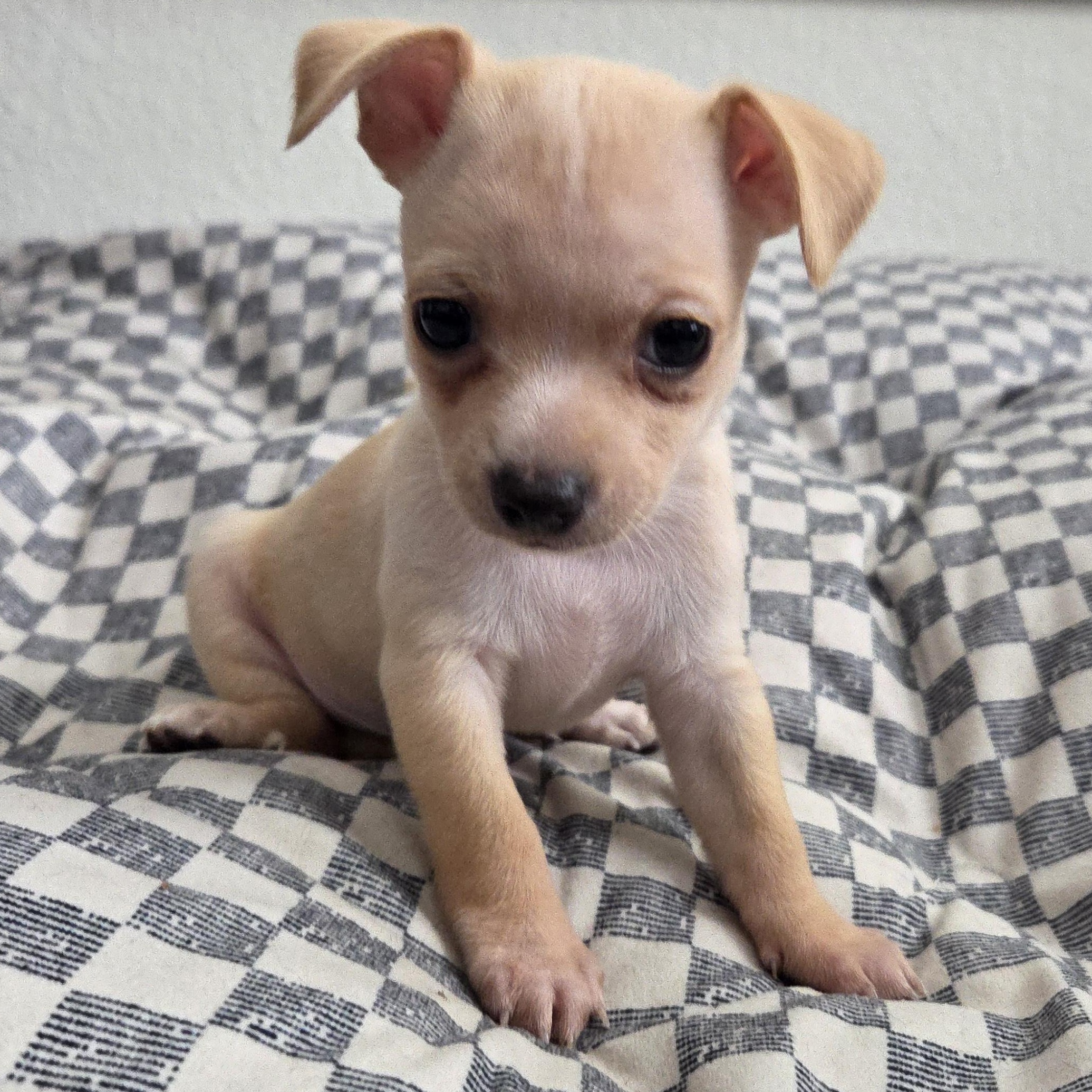 Enlarge Jettson, an adopted Chihuahua in Dallas, TX image 3/5