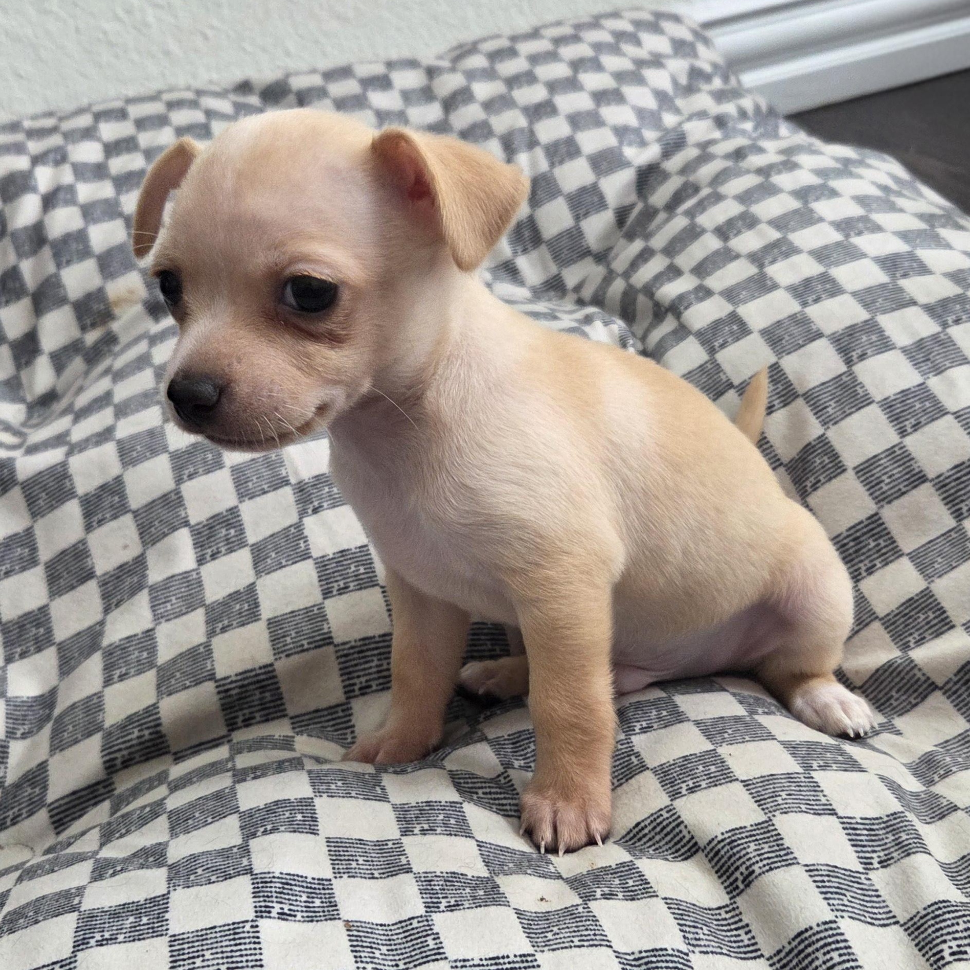 Enlarge Jettson, an adopted Chihuahua in Dallas, TX image 4/5