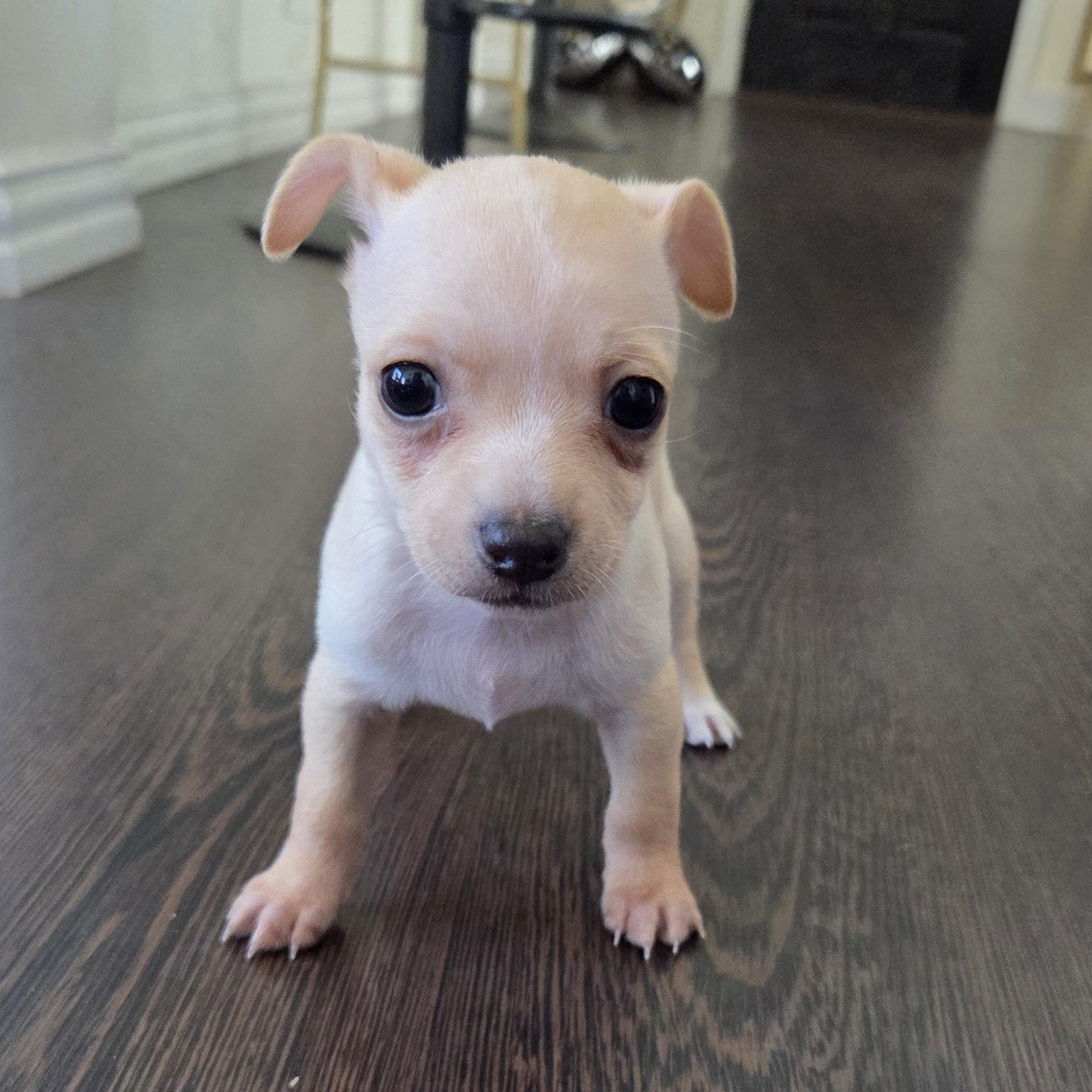 Enlarge Jettson, an adopted Chihuahua in Dallas, TX image 5/5