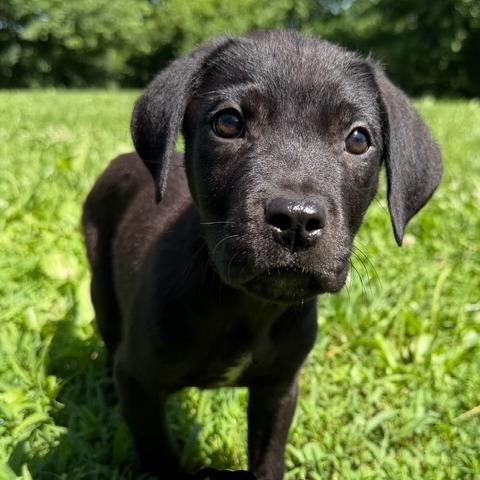 Dillon, a Adoptable mixed breed in Kansas City, MO image 1/3