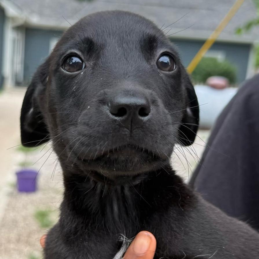 Dillon, a Adoptable mixed breed in Kansas City, MO image 3/3