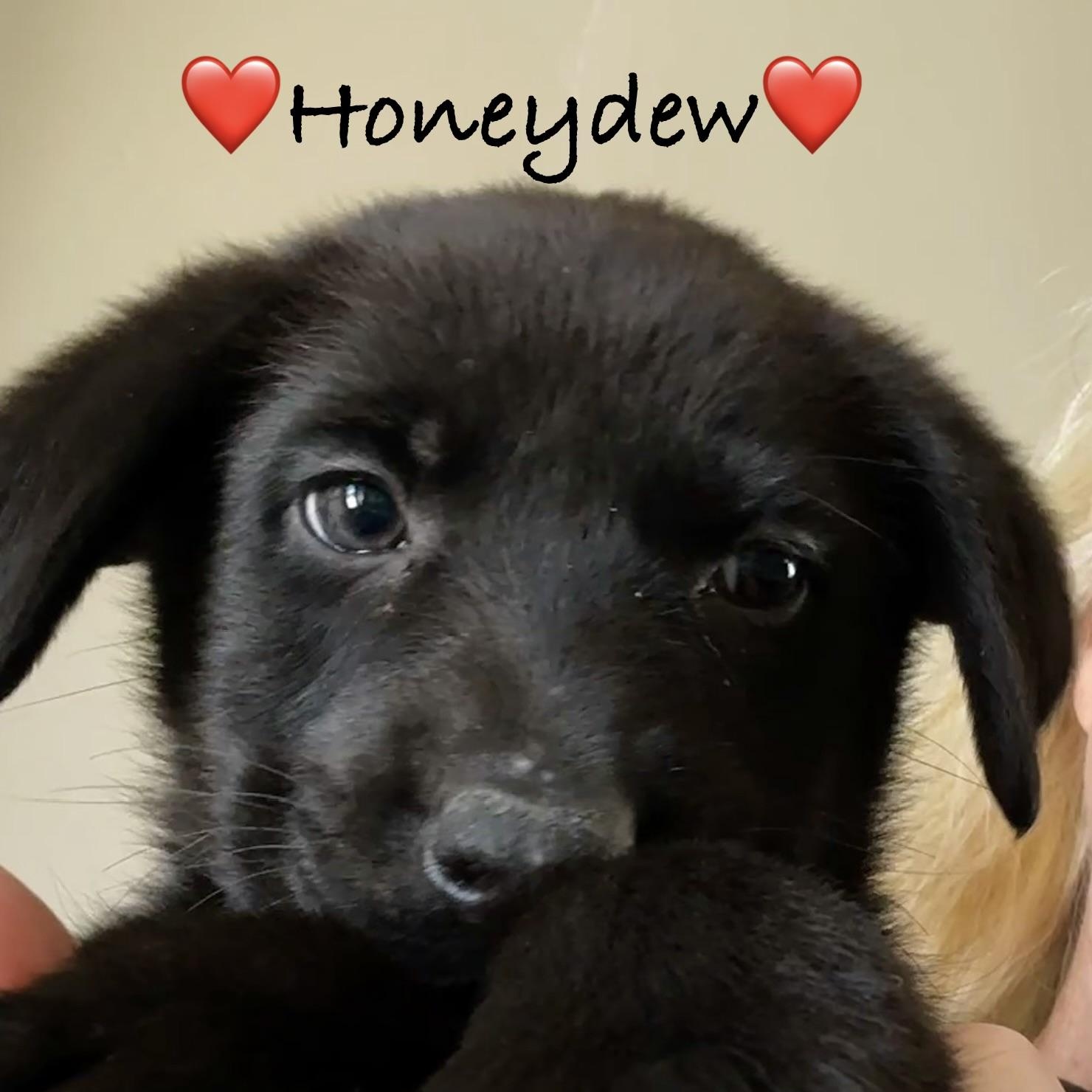 Meet HONEYDEW - OKLAHOMA 9, Adoptable, Puppy Female Labrador Retriever.