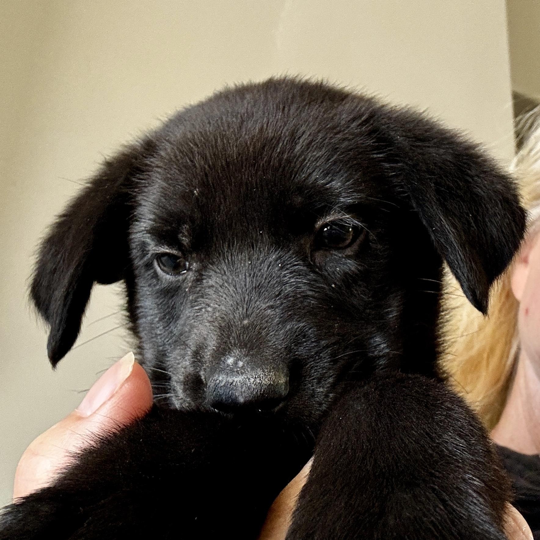 Meet HONEYDEW - OKLAHOMA 9, a Adoptable mixed breed in Eagle, ID image 2/4