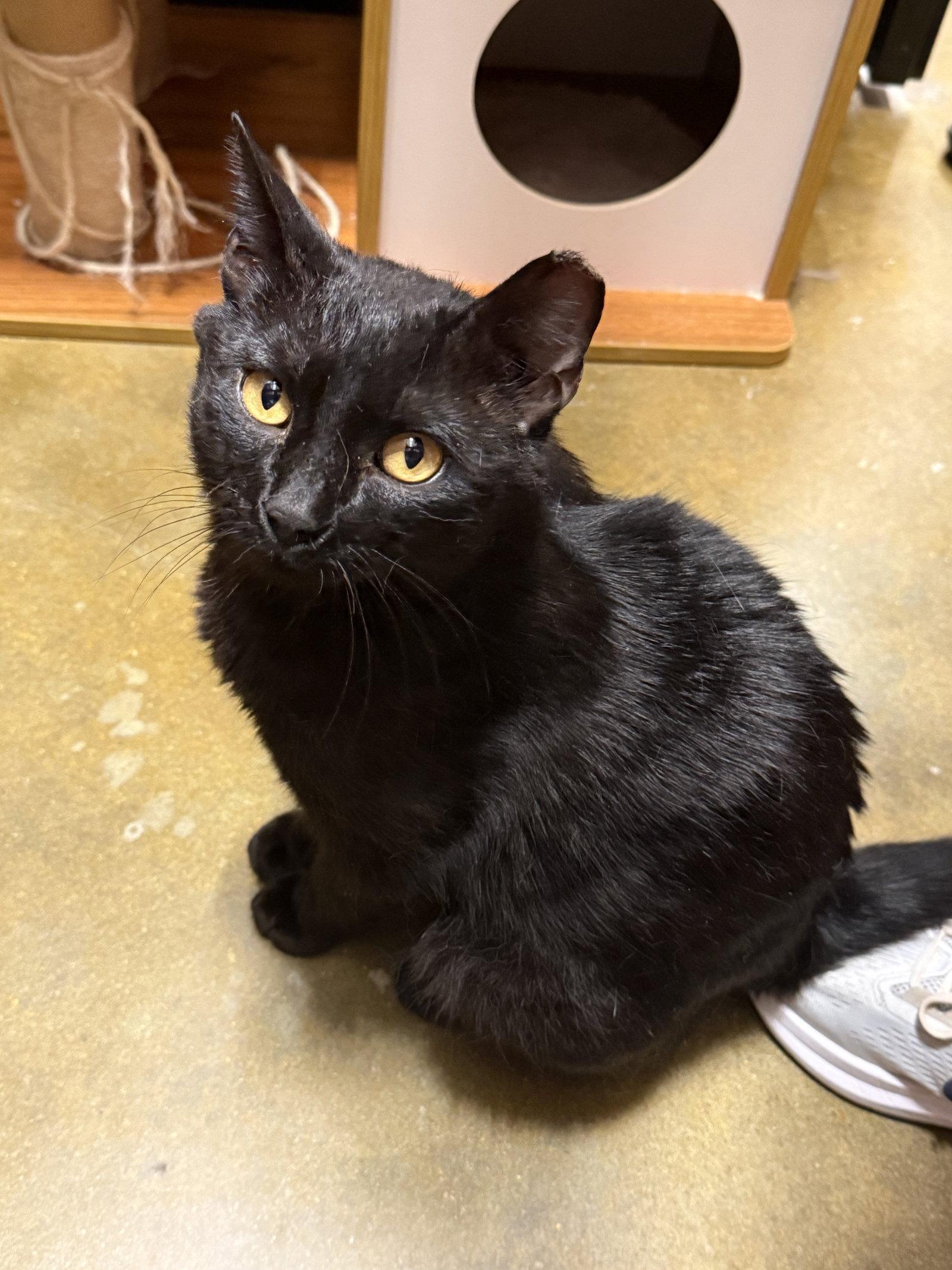 Enlarge Andy Byron, a Adoptable Domestic Short Hair in Oxford, MS image 2/2
