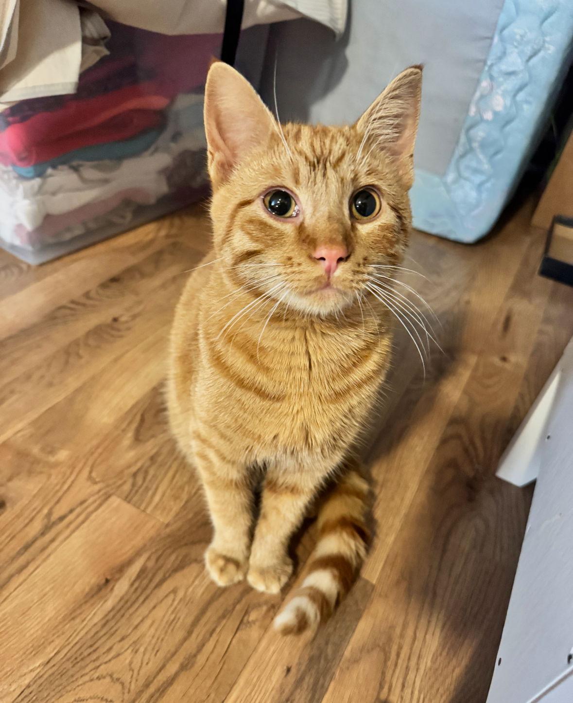 Hazel, a Adoptable Domestic Short Hair in Cuyahoga Falls, OH image 3/3