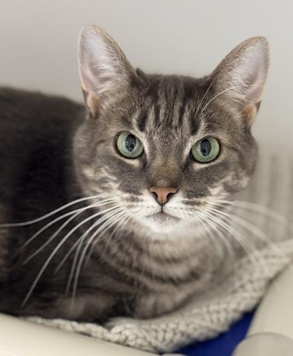 Enlarge Charm, a Adoptable Domestic Short Hair in Gwinn, MI image 1/1