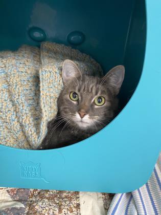 Enlarge Meow-Meow (Charm), a Adoptable Domestic Short Hair in Gwinn, MI image 1/1