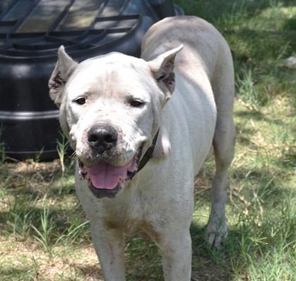 Sassy, ADOPTABLE, Adult Female Dogo Argentino & Great Dane.