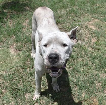Sassy, a ADOPTABLE mixed breed in Inverness, FL image 2/2