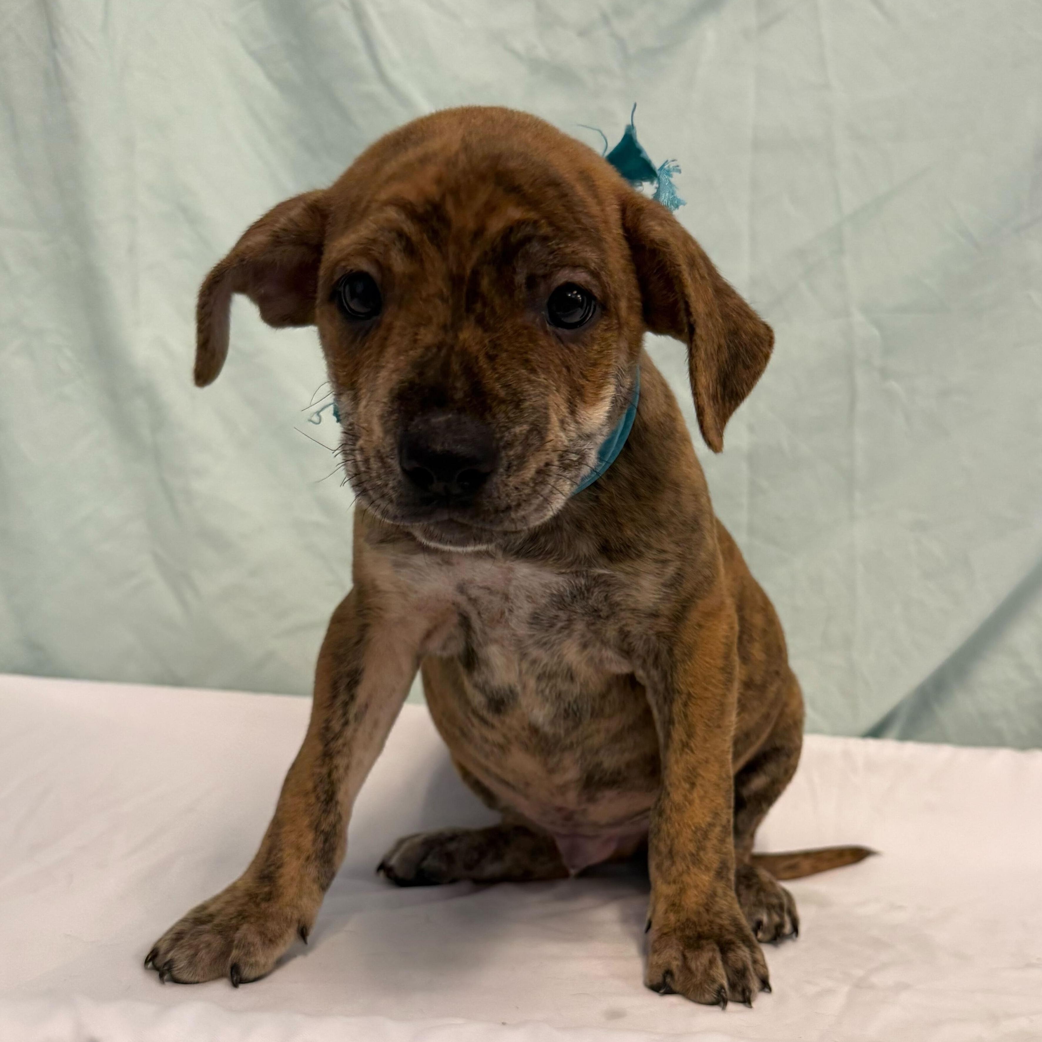 Enlarge Dolo, an adopted Mixed Breed in Canal Winchester, OH image 1/1