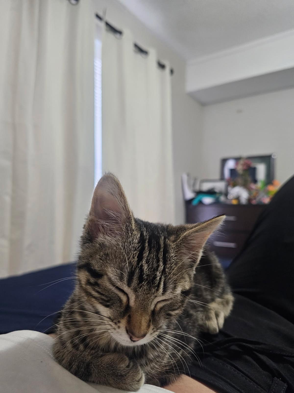Enlarge Boba Bear, an adopted Domestic Medium Hair in Wilmington, NC image 2/2