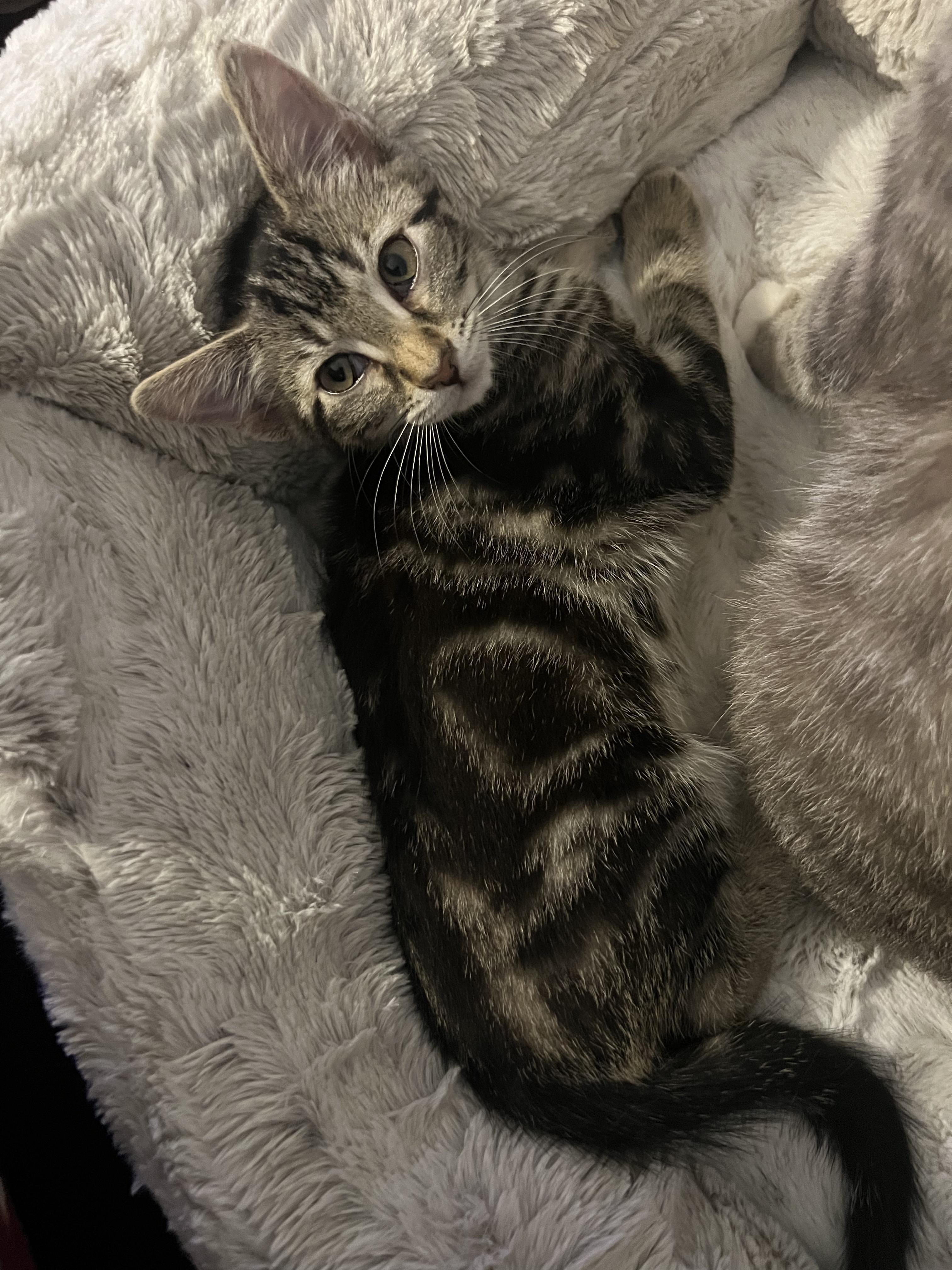 Enlarge Boba Bear, an adopted Domestic Medium Hair in Wilmington, NC image 1/2