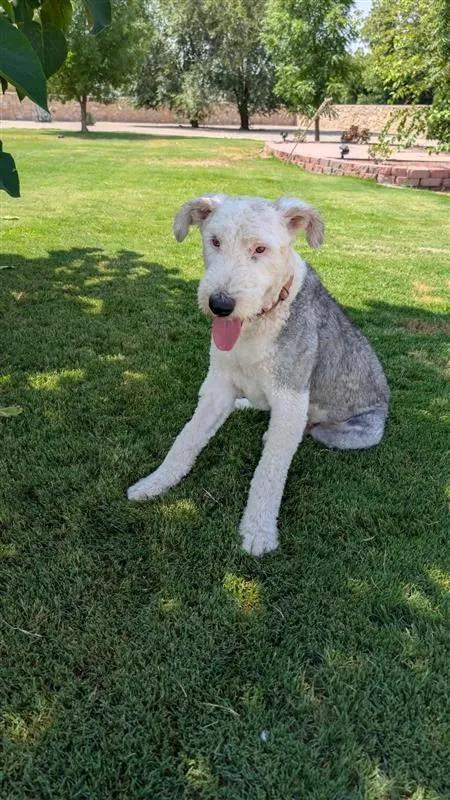 Pilsner, Adopted, Young Male Old English Sheepdog.