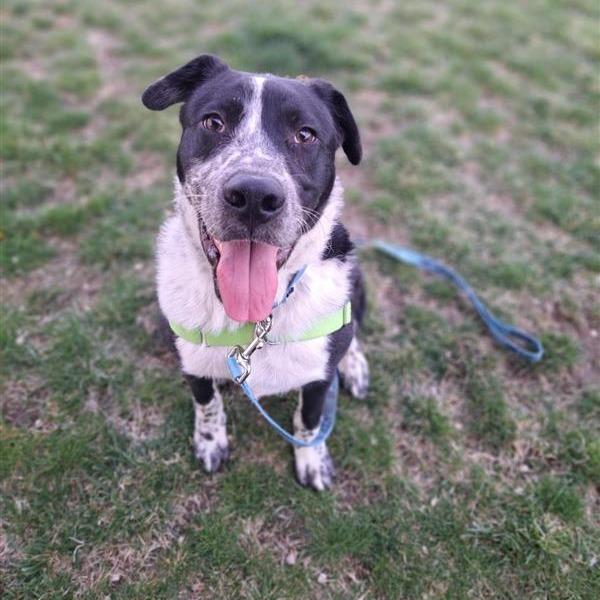 Burrow, Adoptable, Young Male Cattle Dog.