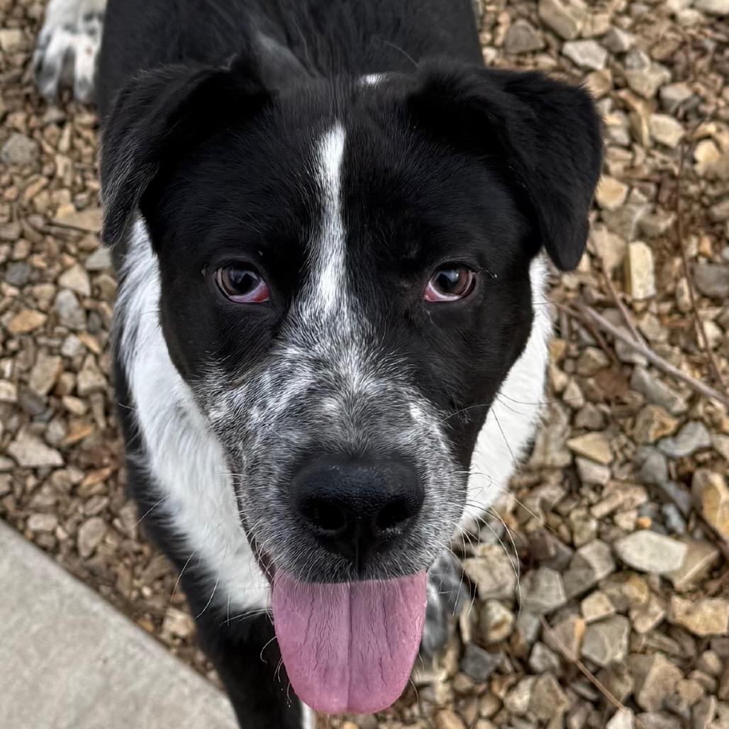 Enlarge Burrow, a Adoptable mixed breed in Albuquerque, NM image 2/6