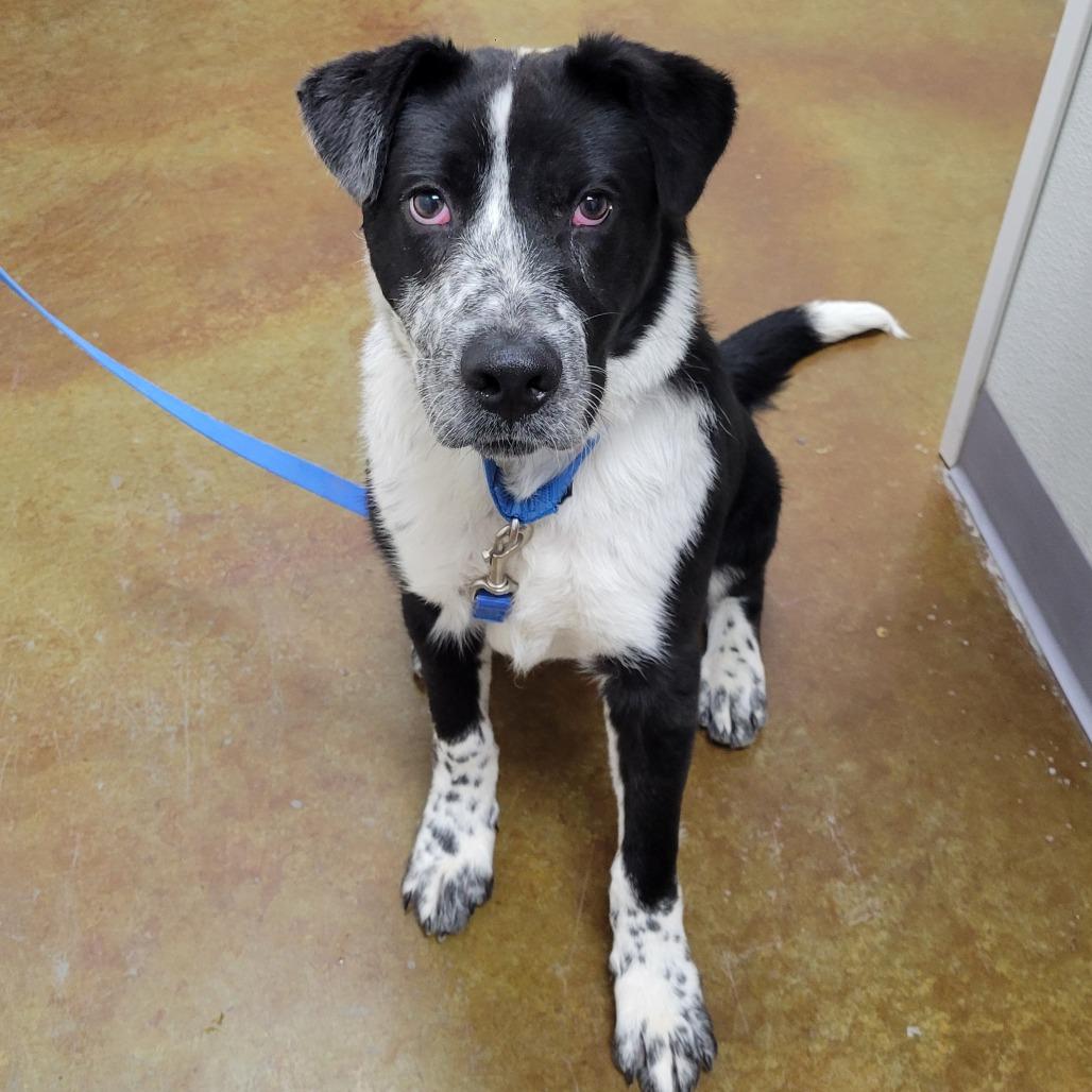 Enlarge Burrow, a Adoptable mixed breed in Albuquerque, NM image 3/6