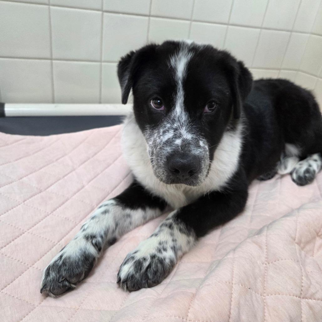 Enlarge Burrow, a Adoptable mixed breed in Albuquerque, NM image 4/6