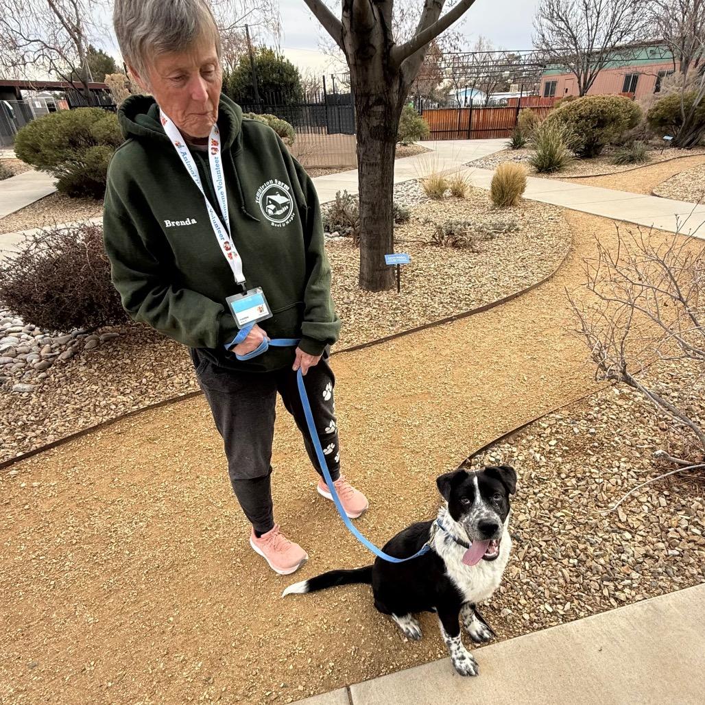 Enlarge Burrow, a Adoptable mixed breed in Albuquerque, NM image 6/6